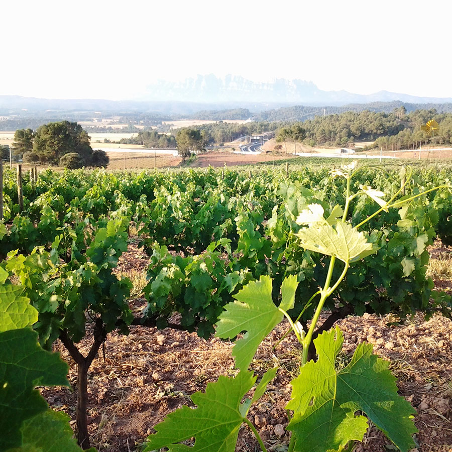 Olis_Vins Experiència Enoturisme